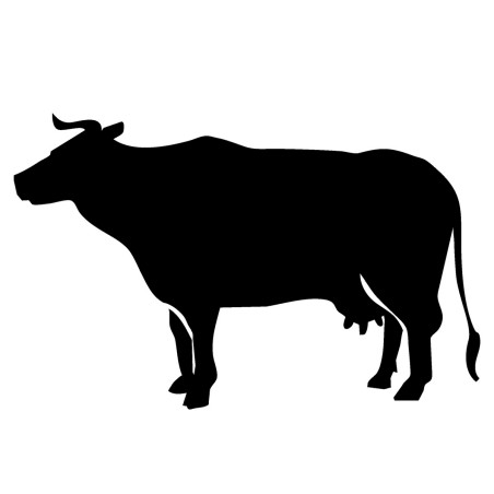 Vache