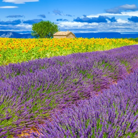 Paysage ensoleillé