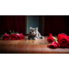 Chat couché avec roses