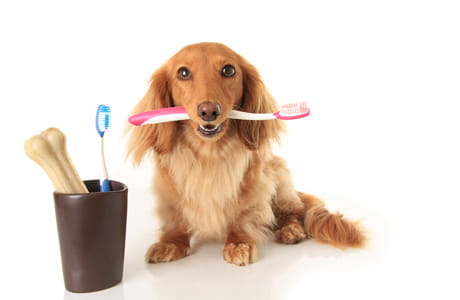 Cherybox, produit d'hygiène pour chien